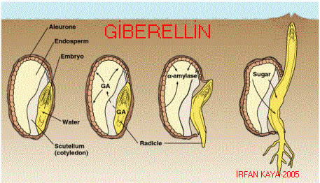 The Effect Of Gibberellins On Seeds Germination