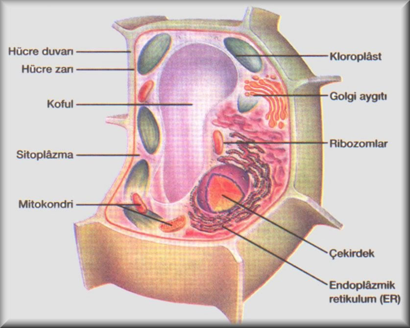 Hücre Duvarı / hucrebitki_hucresi.jpg Hücre Duvarı / hucrebitki_hucresi.jpg
